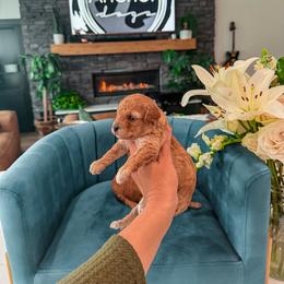 H O N E Y- teddy bear 5-10lb - Apricot female Goldendoodle puppy in Pleasant View, Utah from Anchor Dogs