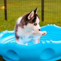Pearl - Black and white female Pomsky puppy in Spring City, Pennsylvania from Pomsky Power Puppies