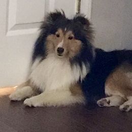 Mikey - Shetland Sheepdog
