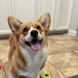 Penny - Pembroke Welsh Corgi
