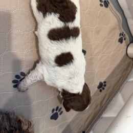 Boy 4 - Brown roan male Lagotto Romagnolo puppy in Sherman, Texas from Texas Lagottos