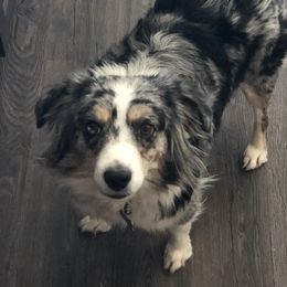 Hazel - Miniature Australian Shepherd