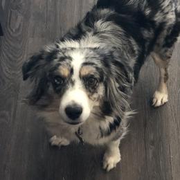 Hazel - Miniature Australian Shepherd