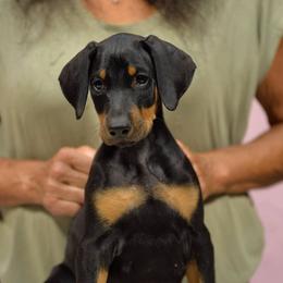 Orange collar - Black and rust male Doberman Pinscher puppy in Santa Clarita, California from Riviera Dobermans