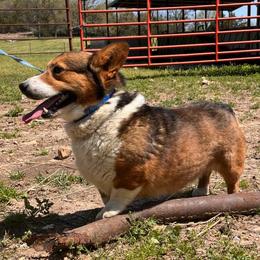 Cooper - Pembroke Welsh Corgi
