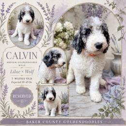 Bramble - Parti male Goldendoodle puppy in Macclenny, Florida from Baker County Goldendoodles