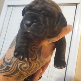 Boy 2 - Cane Corso puppy in Thomson, Georgia from Motorhead Cane Corso