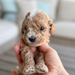 Surfer - Apricot male Goldendoodle puppy in Daytona Beach, Florida from Beach Doodles