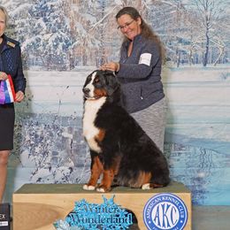 Fanta - Bernese Mountain Dog