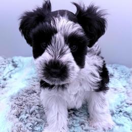 Rainier - Parti male Miniature Schnauzer puppy in Russell, Kentucky from Marjorie's Simply Schnauzer