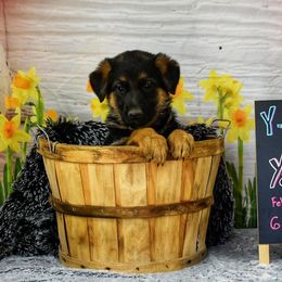 Yanira - Black and red German Shepherd puppy in Kansas City, Missouri from Zwinger von dem Bauernhof