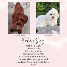 PLANNED LITTER 1 - Red male Maltipoo puppy in Vancouver, Washington from PNWdoodles
