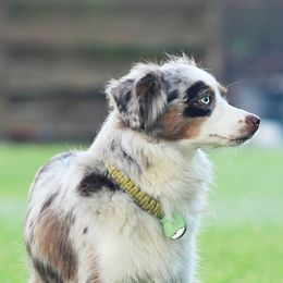 Australian Shepherds, Miniature Australian Shepherds, and Toy Australian Shepherds from Triple Lake Ranch Miniature Australian Shepherds