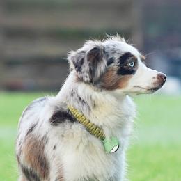 Australian Shepherds, Miniature Australian Shepherds, and Toy Australian Shepherds from Triple Lake Ranch Miniature Australian Shepherds