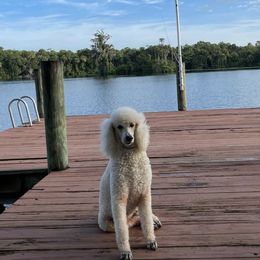 Goldendoodles from Smartdoodlepuppies