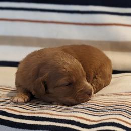 Purple collar - Red female Companion Cross puppy in Tom's Brook, Virginia from rising sun duck tollers