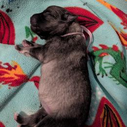Girl 2 - Gray cream and black female Keeshond puppy in Tumwater, Washington from Merrythought Keeshonden