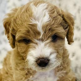 Goldendoodles from Perfect Puppy Doodles