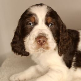 Boy 1 - English Springer Spaniel puppy in Swainsboro, Georgia from Sweet Georgia Springers