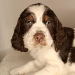 Boy 1 - English Springer Spaniel puppy in Swainsboro, Georgia from Sweet Georgia Springers