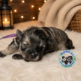 Willow - Salt and pepper female Miniature Schnauzer puppy in Magalia, California from NorCal Schnauzers