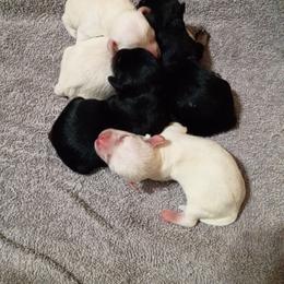 Black and Tan 1 - Black and tan male Schnoodle puppy in New Cambria, Kansas from Shrivers' Sweethearts