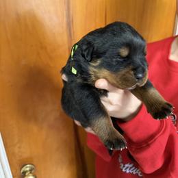 Green girl - Black and mahogany female Rottweiler puppy in Lima, Ohio from Vom Hause Bishop