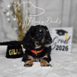 OG1-2 (Orange collar) - Black and cream male Dachshund puppy in Martin City, Montana from FleuryDachs