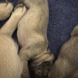 Peach collar - Fawn female Pug puppy in Tallapoosa, Georgia from West Georgia Pugs