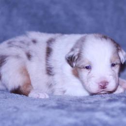 Oaken - Red merle male Australian Shepherd puppy in Easton, Missouri from MMA Kennel