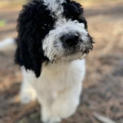 Aussiedoodle, Poodle, and Saint Berdoodle Puppies from Remington Kennels, LLC