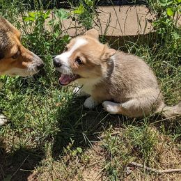 Pembroke Welsh Corgi Puppies from Trapman Corgi's