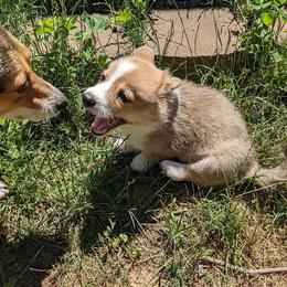 Pembroke Welsh Corgi Puppies from Trapman Corgi's