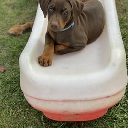 Doberman Pinscher Puppies from Jensen Dobermans