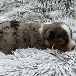 Maci - Blue merle female Toy Australian Shepherd puppy in Ambrose, Georgia from Brandilyn's Aussies
