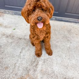 Todd - Goldendoodle