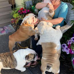 Bulldogs from Beautibully Bulldogs