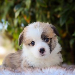 Chase - Sable male Pembroke Welsh Corgi puppy in Caliente, California from Rafter Cross 7