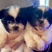 Mi-Ki and West Highland White Terrier Puppies from Cricket Hill’s Westies and Shekinah’s Mi-Kis
