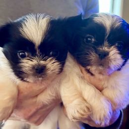 Mi-Ki and West Highland White Terrier Puppies from Cricket Hill’s Westies and Shekinah’s Mi-Kis