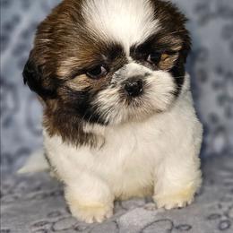 GIRL 2 - Gold and white female Shih Tzu puppy in Dixon, Illinois from Sharon's Pups