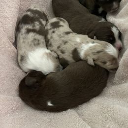 Australian Shepherd Puppies from Forgotten Coast Australian Shepherds
