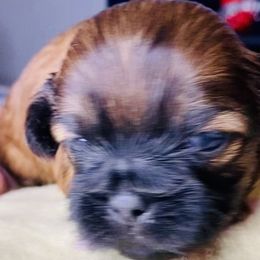 Girl 1 - Shih Tzu puppy from Purelyshihtzupups