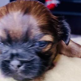 Girl 1 - Shih Tzu puppy from Purelyshihtzupups