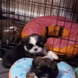 Shih Tzu and Yorkshire Terrier Puppies from Thorntons Fur Crew