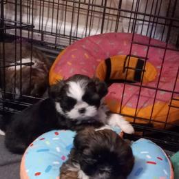 Shih Tzu and Yorkshire Terrier Puppies from Thorntons Fur Crew