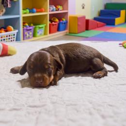 Maple - Chocolate and tan female Dachshund puppy in Pearland, Texas from Texas Dachshund Dreams