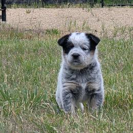 Linq - Blue mottled male Australian Cattle Dog puppy in Rhoadesville, Virginia from Rosewood Farms Australian Cattle Dogs