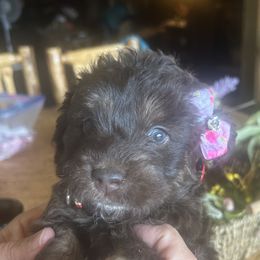 Jasmine 5 week old - Brown female Cockapoo puppy in Crawford, Colorado from Saddle Mountain Doodles