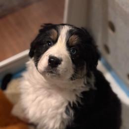 Rudolph - Black tri-color male Australian Shepherd puppy in Morrow, Ohio from OakHaven Acres Aussies